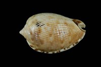 藏品(西非小萬寶螺(可惜萬寶螺))的圖片